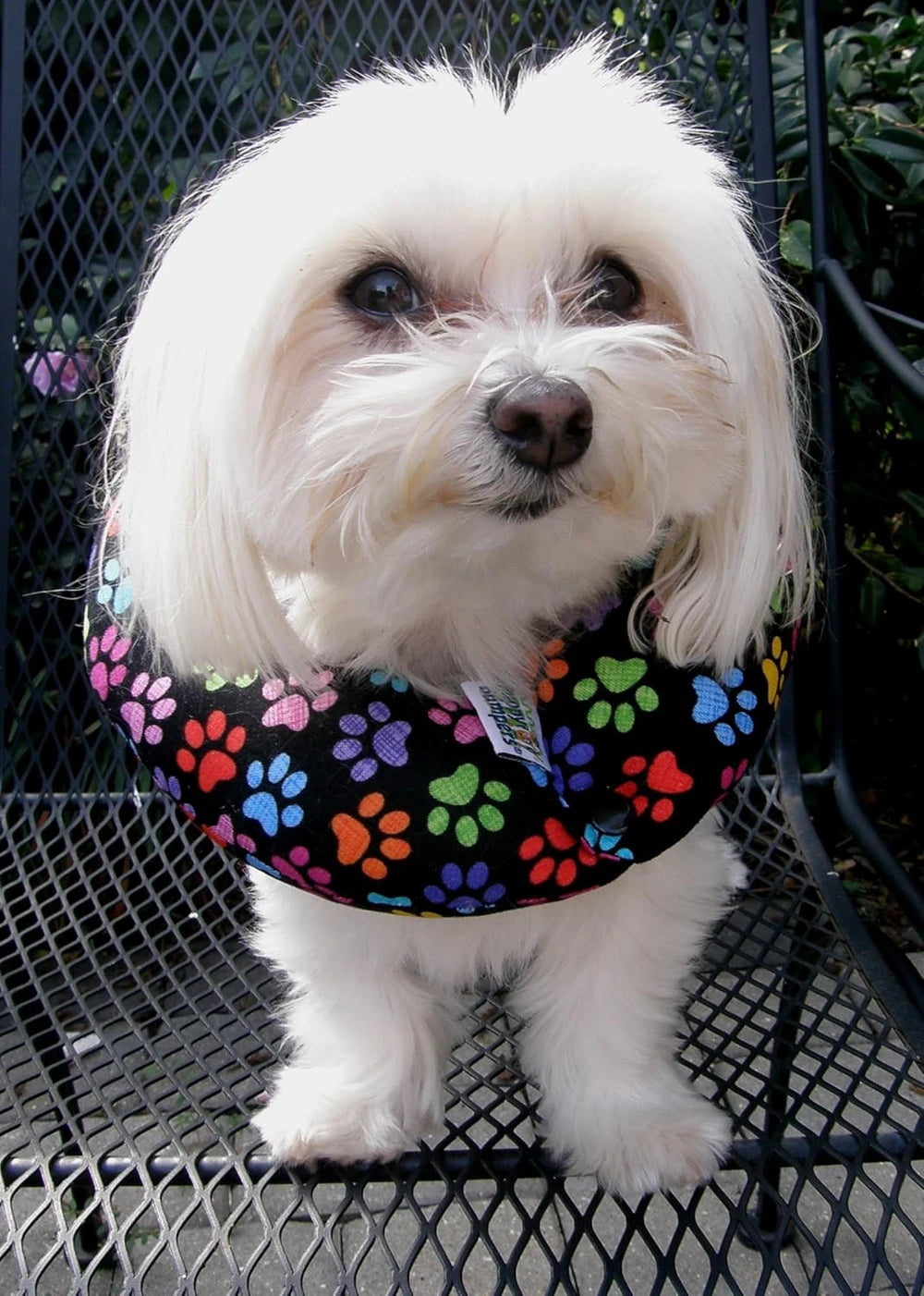 Puppy Bumper Fence Safety Collar
